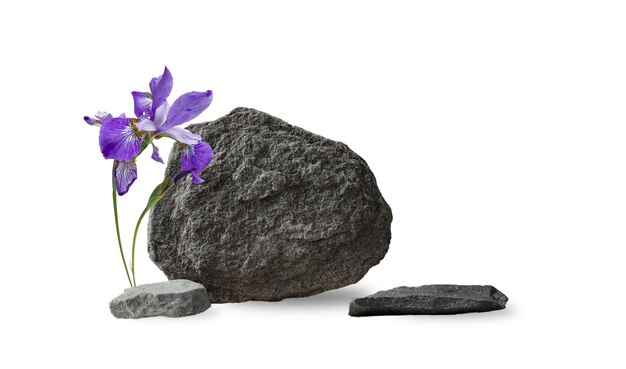 Stones podium Iris flower for eco friendly spa cosmetics demonstration Empty podium for natural cosmetic product isolated on a white background