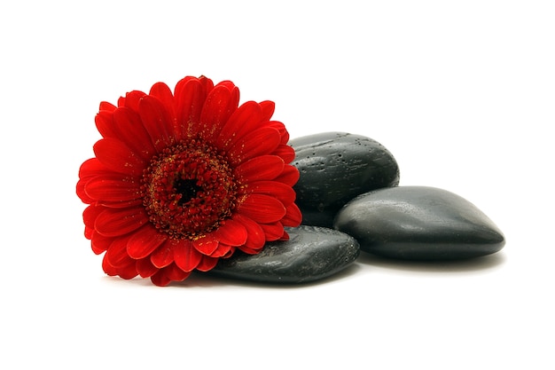 Stones and the red flower on a white background