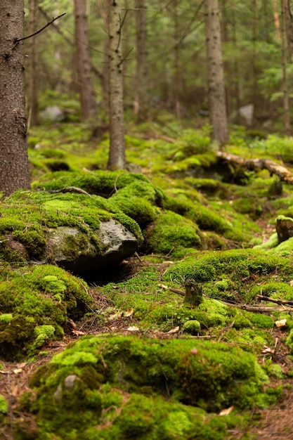 Photo stones and trees in the forest covered with moss. fairy forest