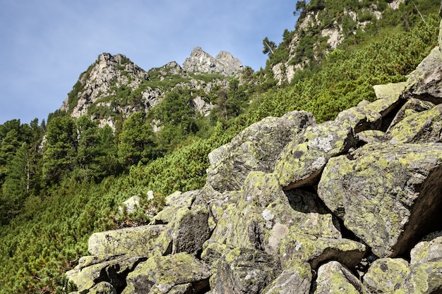 고가 Tatras의 경사면에 돌과 어린 소나무