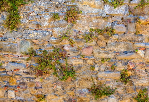 Каменная стена с зеленой растительностью