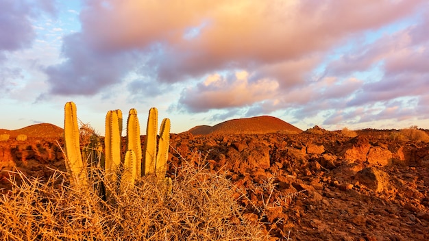 Photo stony desert area with cactus in the south of tenerife at sunset, canary islands, spain