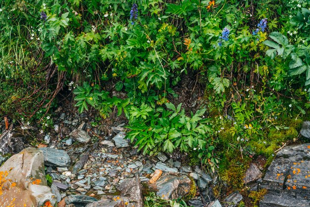 厚い苔と緑豊かな植生の間の石の小道