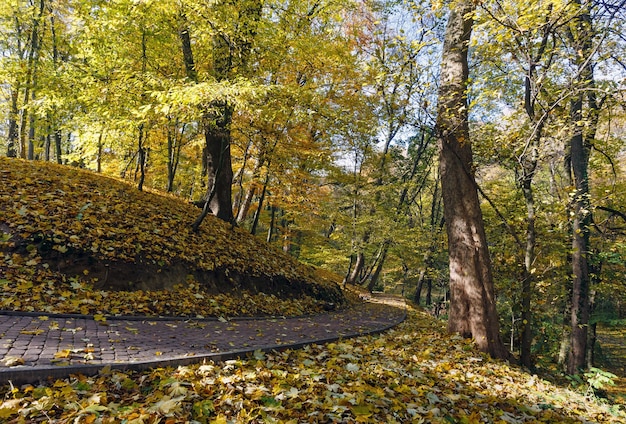 Stony paths and hills strewn with yellow maple leaves in autumn city park.