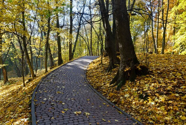 Stony pathway in autumn city park with golden trees and hills strewn with yellow leaves.