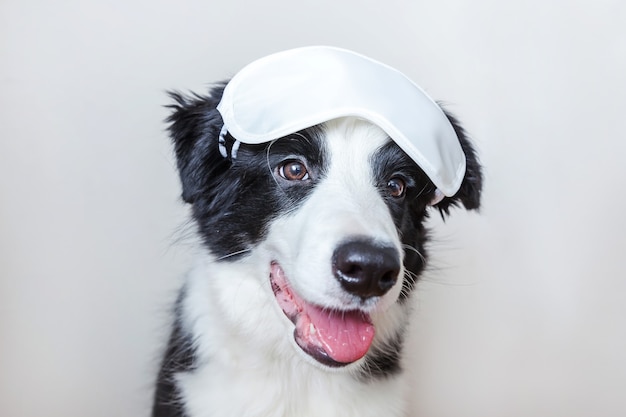 Stoor me niet, laat me slapen. Grappige schattige lachende puppy hondje border collie met slapende oogmasker geïsoleerd op een witte achtergrond. Rust, goede nacht, siësta, slapeloosheid, ontspanning, moe, reisconcept.