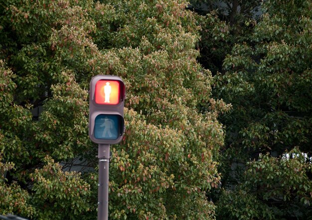 Foto fermi il segnale stradale rosso della luce in una foresta