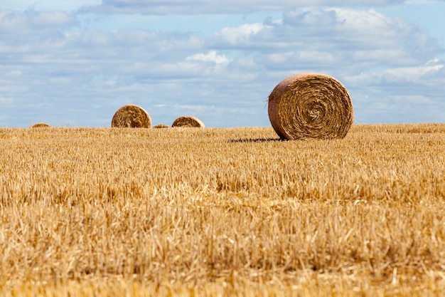 Stoppels van rogge op een landelijk veld