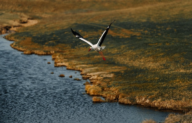 Photo storck flying over lake in spring