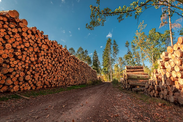 Stored in forest tree felling in Poland Nature in Poland