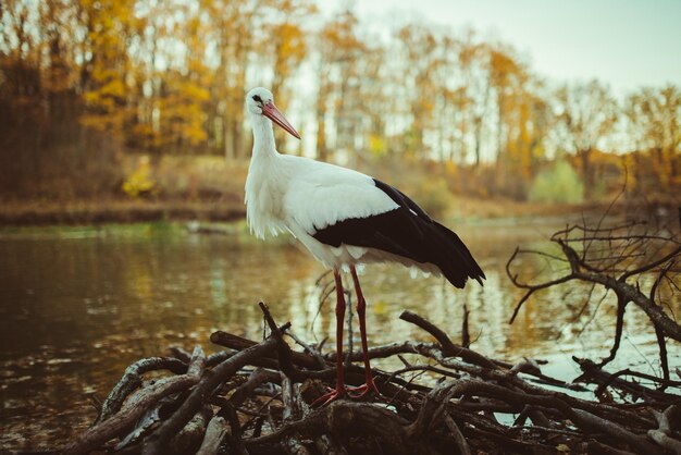 Stork in autumn near the water