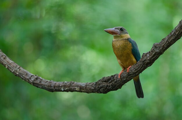 Stork-billed Kingfisher bird perching on the branch