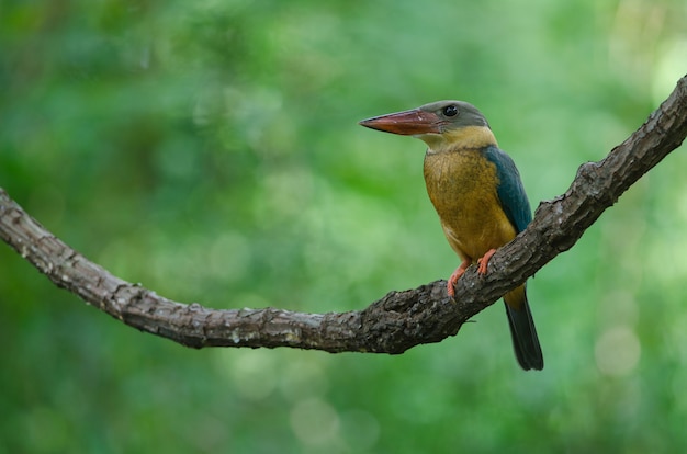 Stork-billed Kingfisher bird perching on the branch