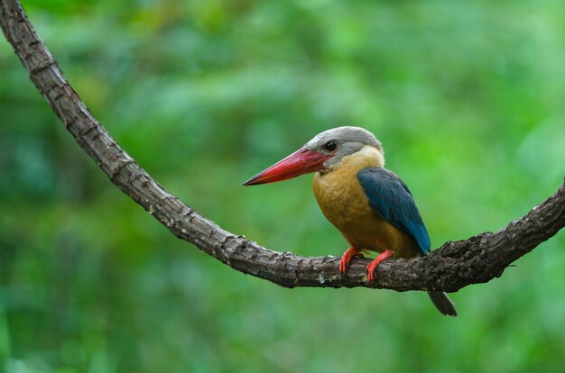 コウノトリの鳥が枝の上にあたる