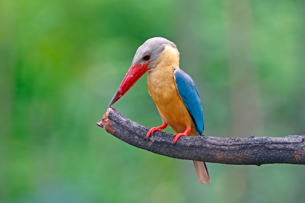 Stork-billed Kingfisher Pelargopsis capensis 