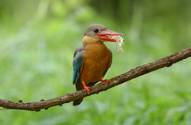 황새 청구 Kingfisher; Pelargopsis capensis