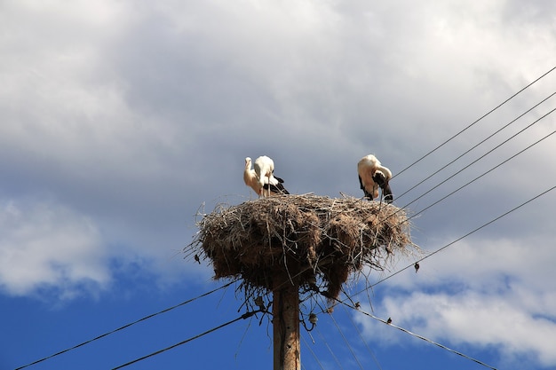 Stork bird in the nest on a pole