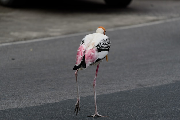 写真 都市の地面にコウノトリ鳥