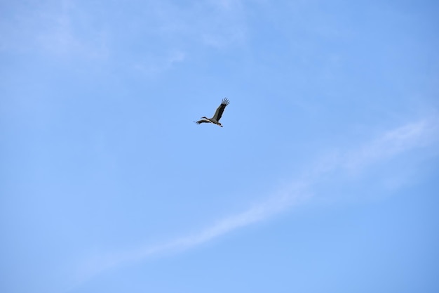 Stork bird with spread wings flying soaring high in blue sky