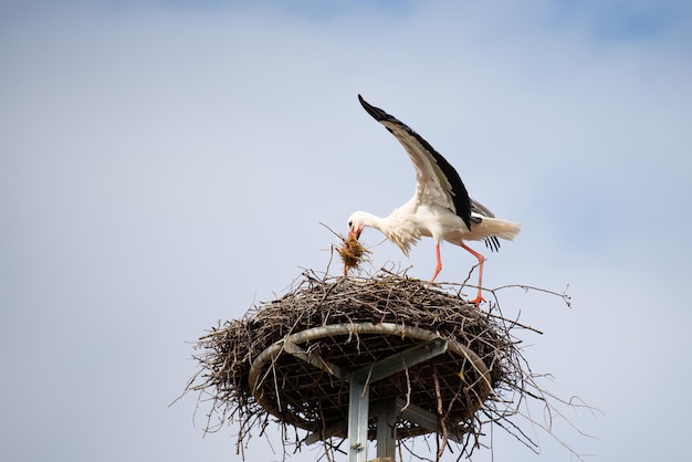 Stork bouwt een nest met takken vogel migratie in de Elzas Oberbronn Frankrijk broeden in de lente