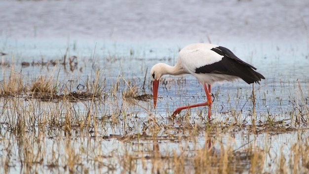 Аист (ciconia ciconia) в природном парке болот ампурдан, жирона, каталония, испания