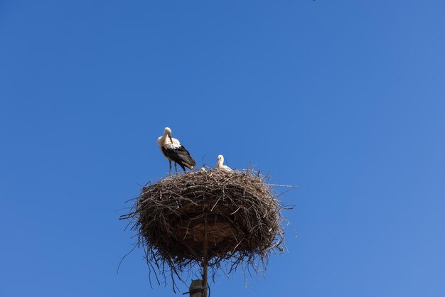 Foto famiglia di cicogne ciconia ciconia nel nido sopra un palo elettrico madre pulcino e maschio vigile