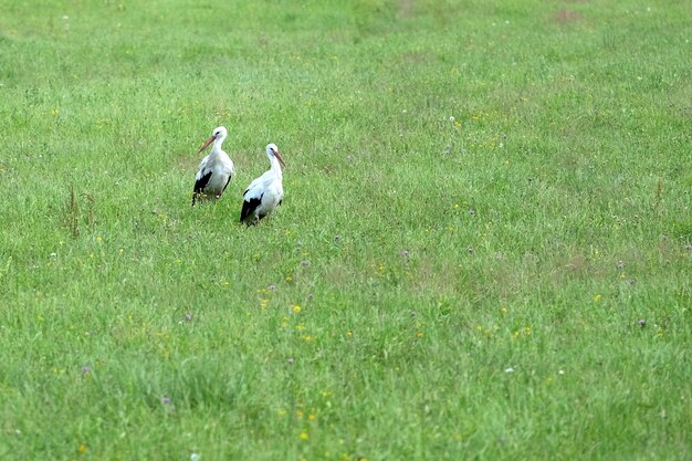 Stork family in their natural environment Pair of storks on the green meadow looking for food