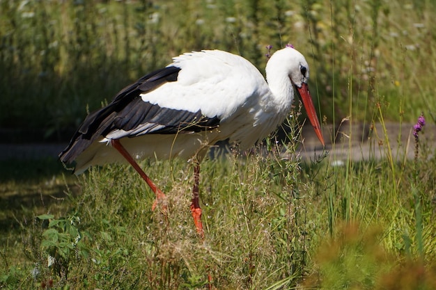 Photo stork on a field