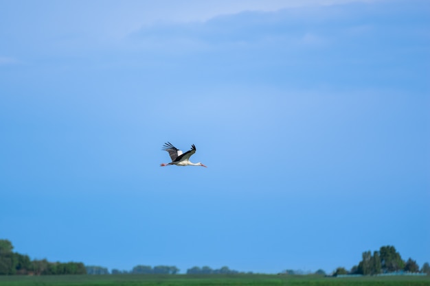 Stork in flight against the sky