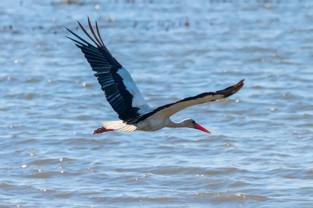 飛行中のコウノトリ。シュバシコウ（Ciconia ciconia）