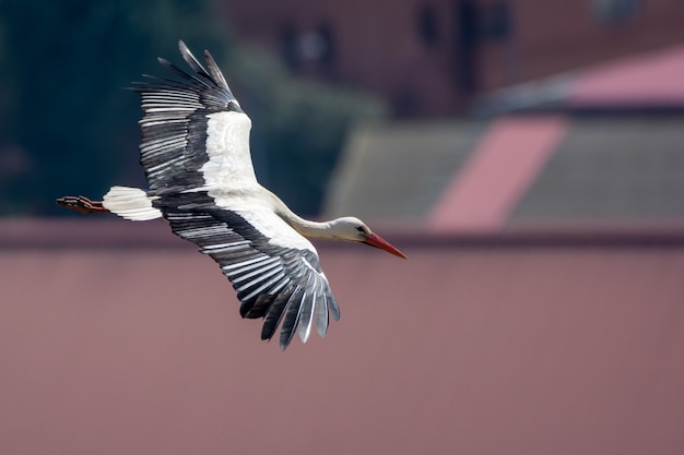 春に街を飛ぶコウノトリ