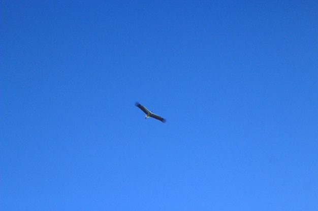 青空高く飛んでいるコウノトリ