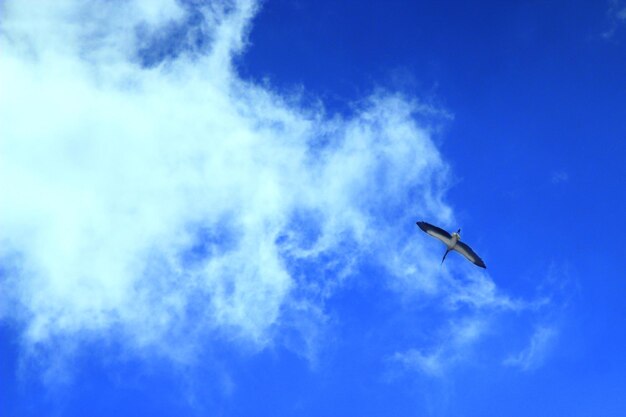 Photo stork flying high in the blue sky