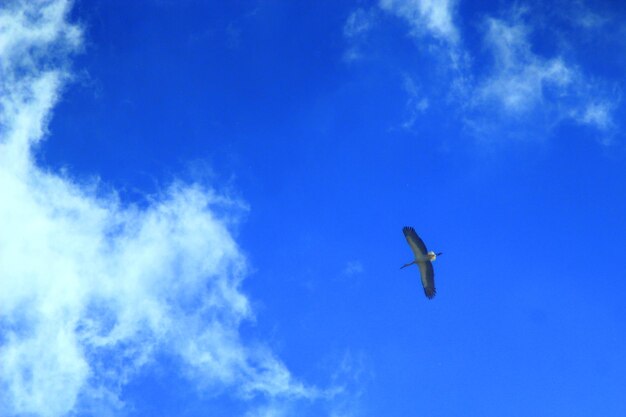 きれいな青い空を高く飛ぶコウノトリ