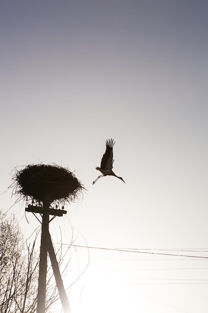 Stork flying out of the nest