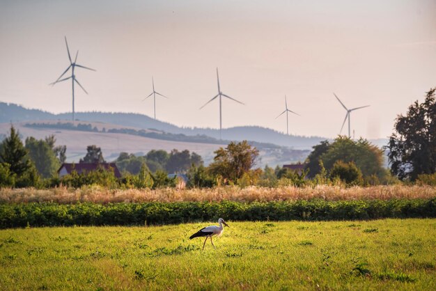 Stork on the green field in summer