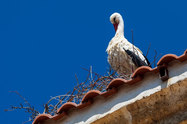 Stork grooming on the roof of a church. Sunny day and blue sky.