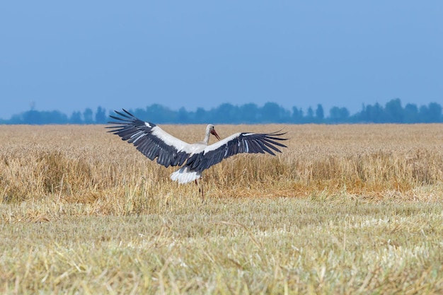 Аист на убранном пшеничном поле. Ciconia ciconia