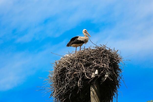 写真 コウノトリの巣