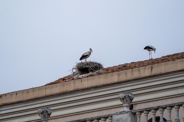Photo stork is sitting on the roof of a building