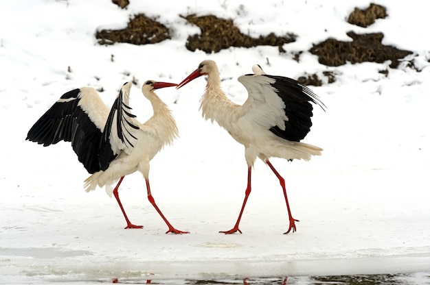 자연 서식지의 황새