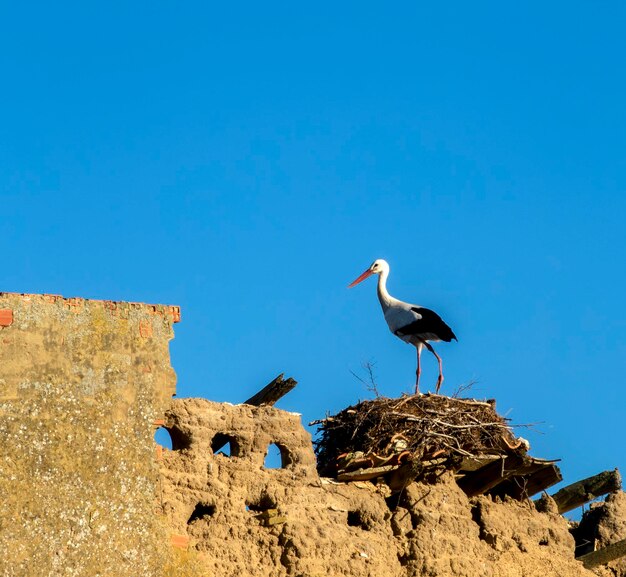 Stork in its nest made on the ruins of an adobe house Villamartin de Campos Palencia Spain