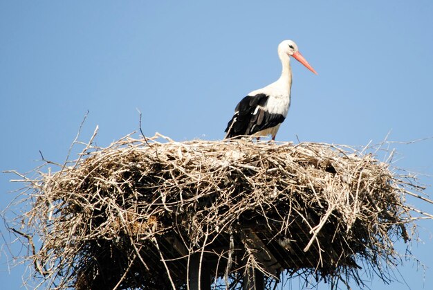 Photo stork in its nest