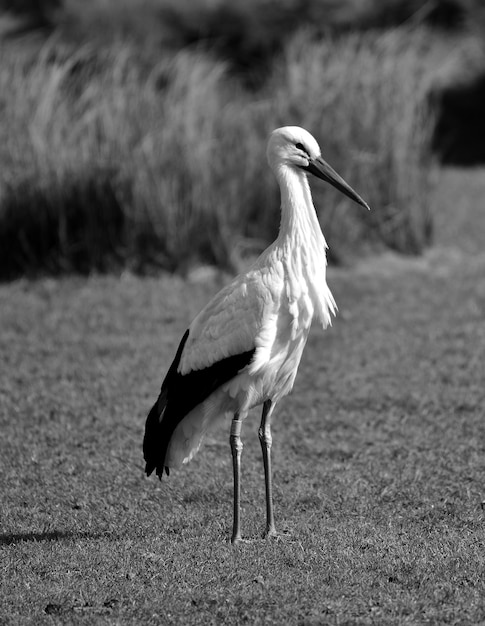 Foto stork kijkt weg staande op het veld