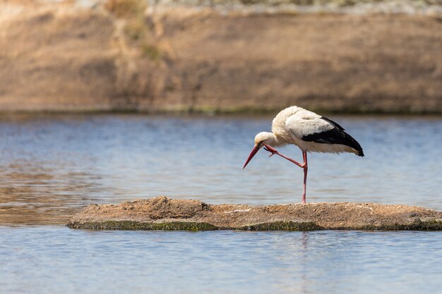 Stork on lake