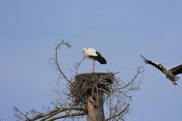 Stork landing in nest