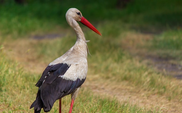 Stork nature good weather spring