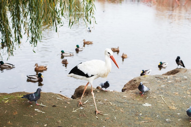 コウノトリの湖の肖像画の近くのコウノトリ