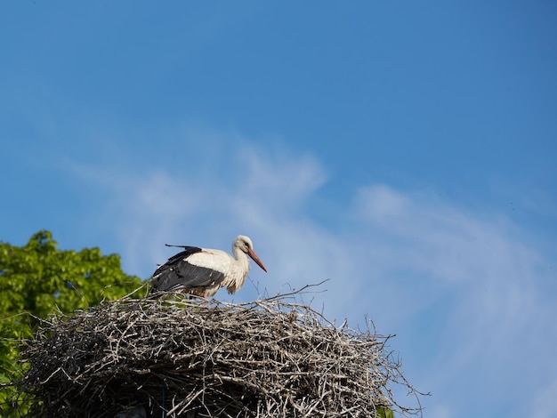 青空に対して巣にコウノトリ白いコウノトリはその家に立っています