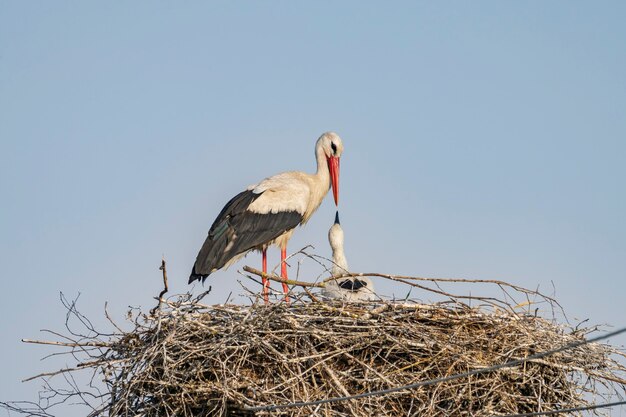 A stork in the nest feeds its baby